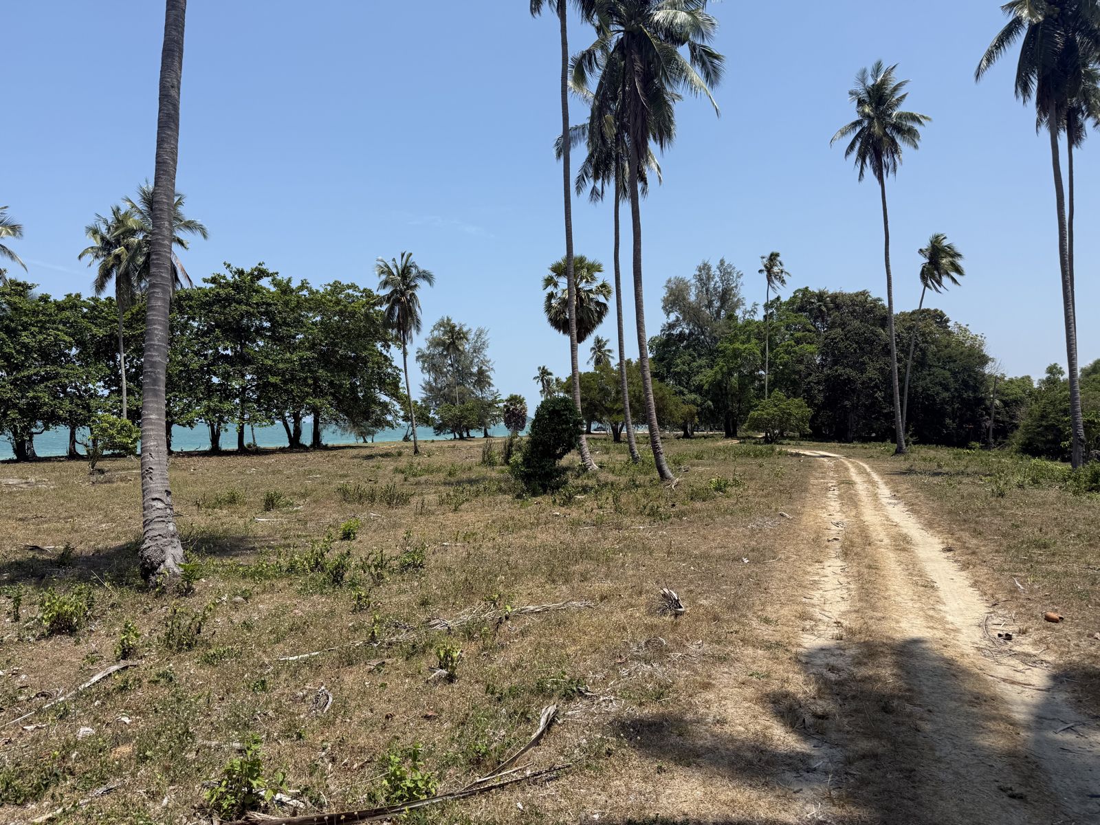 Sichon Beach site: Open land and palms
