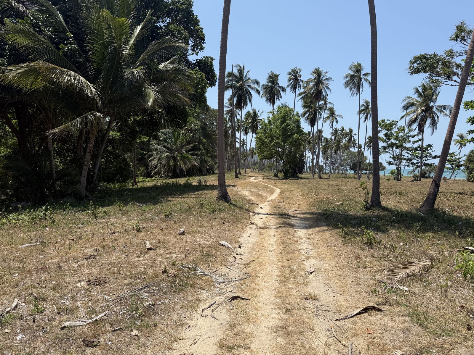 Sichon Beach site: Access road through grove