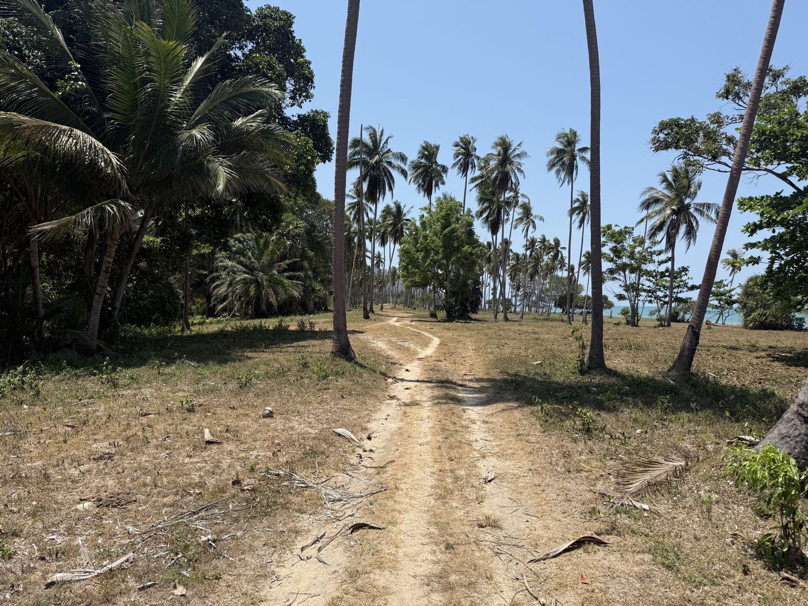 Sichon Beach site: Coconut grove path