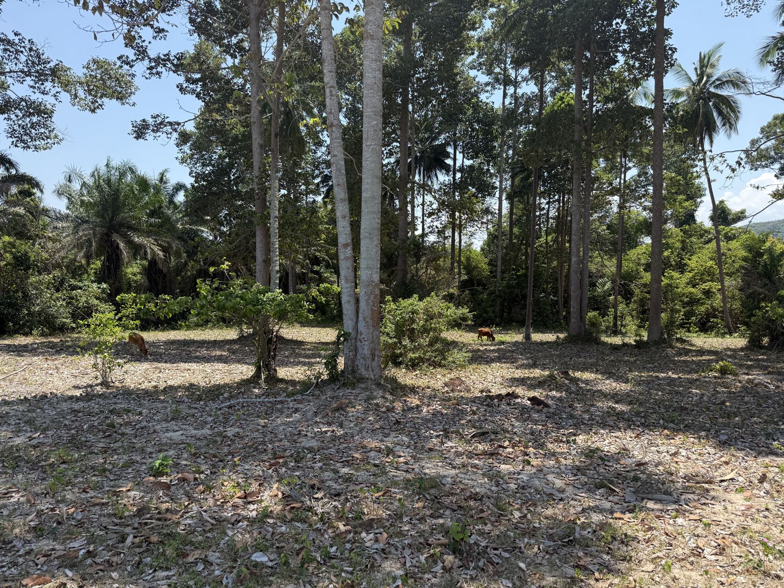 Sichon Beach site: Coconut plantation