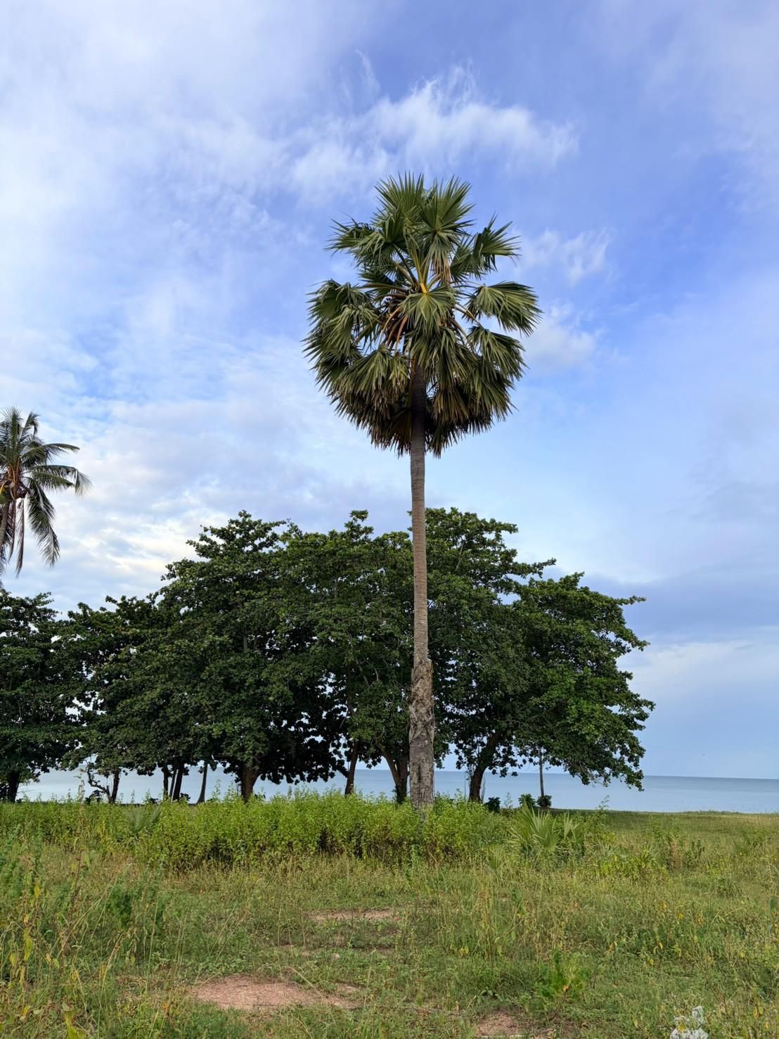 Sichon Beach site: Fan palm and shade tree above beach