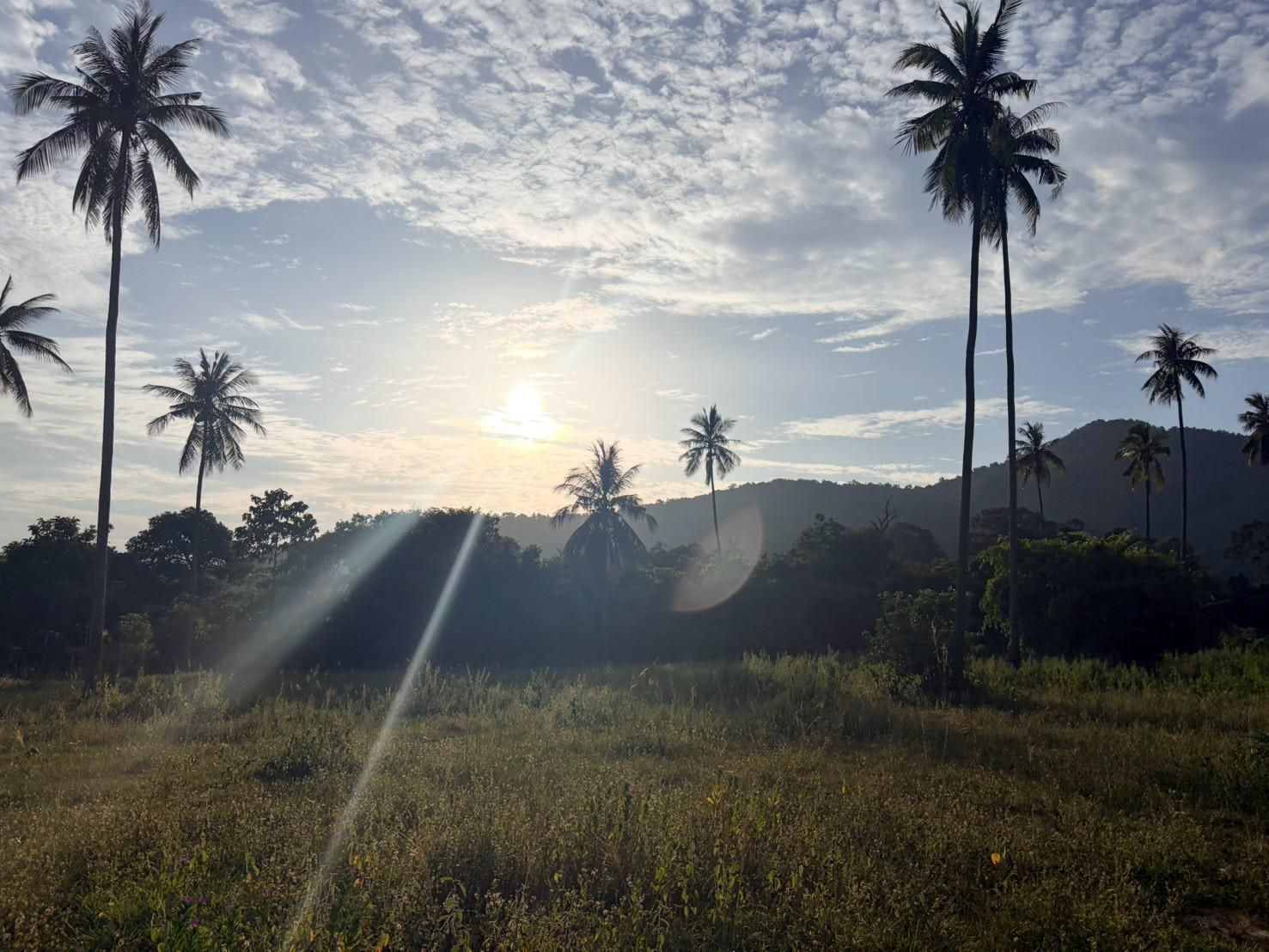 Sichon Beach site: Sunrise through coconut palms