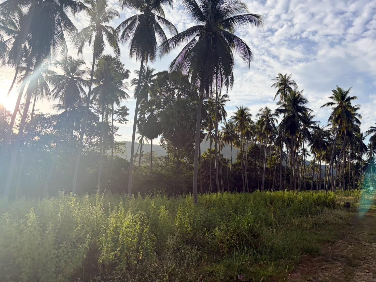 Sichon Beach site: Backlit coconut grove and grassland