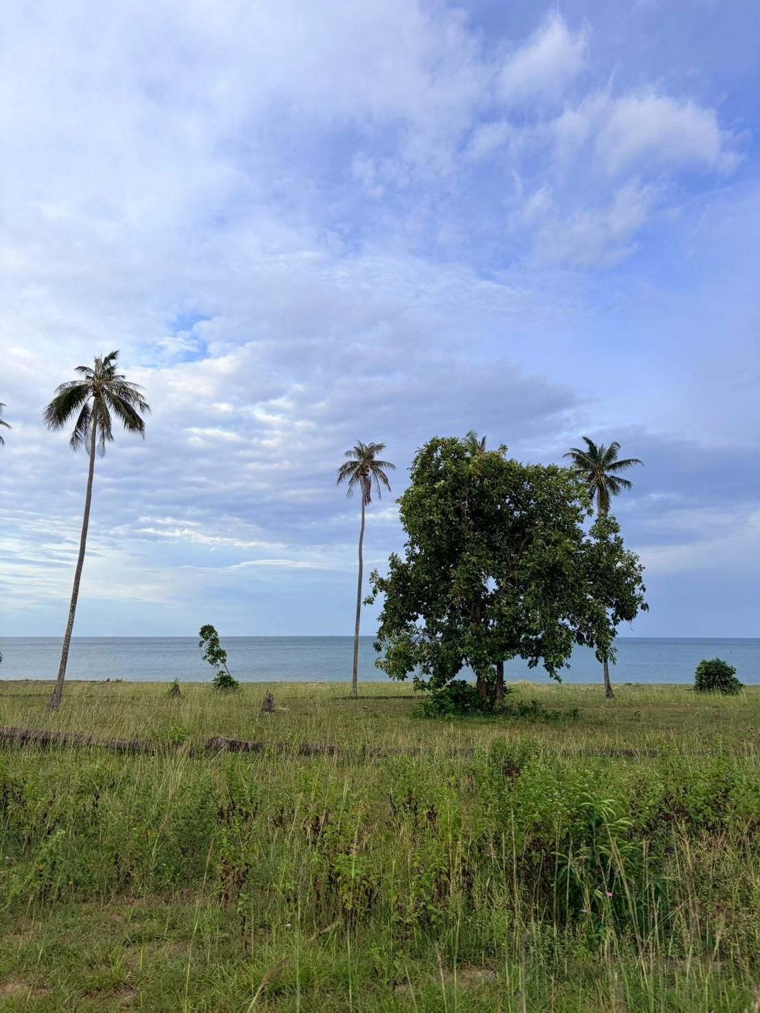 Sichon Beach site: Coconut palms and shade tree sea horizon