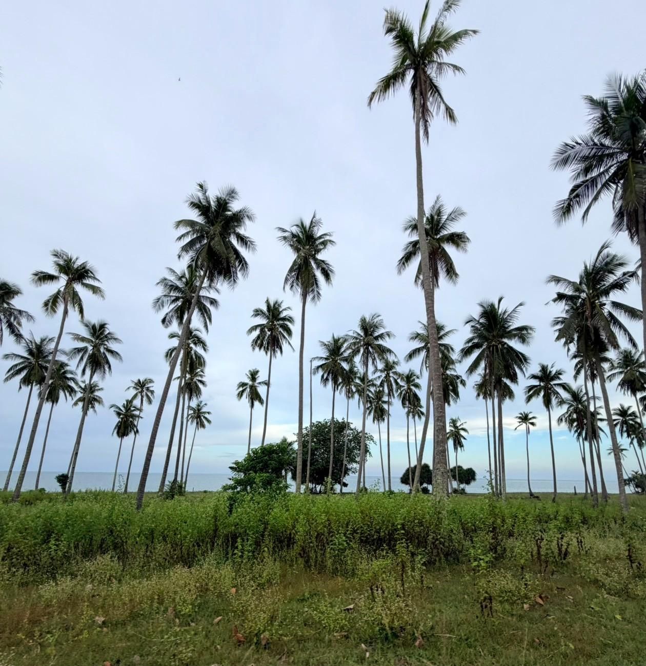 Sichon Beach site: Tall coconut grove over grassland