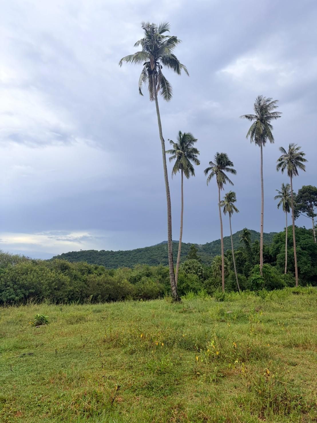 Sichon Beach site: Tall palms against sky with hills