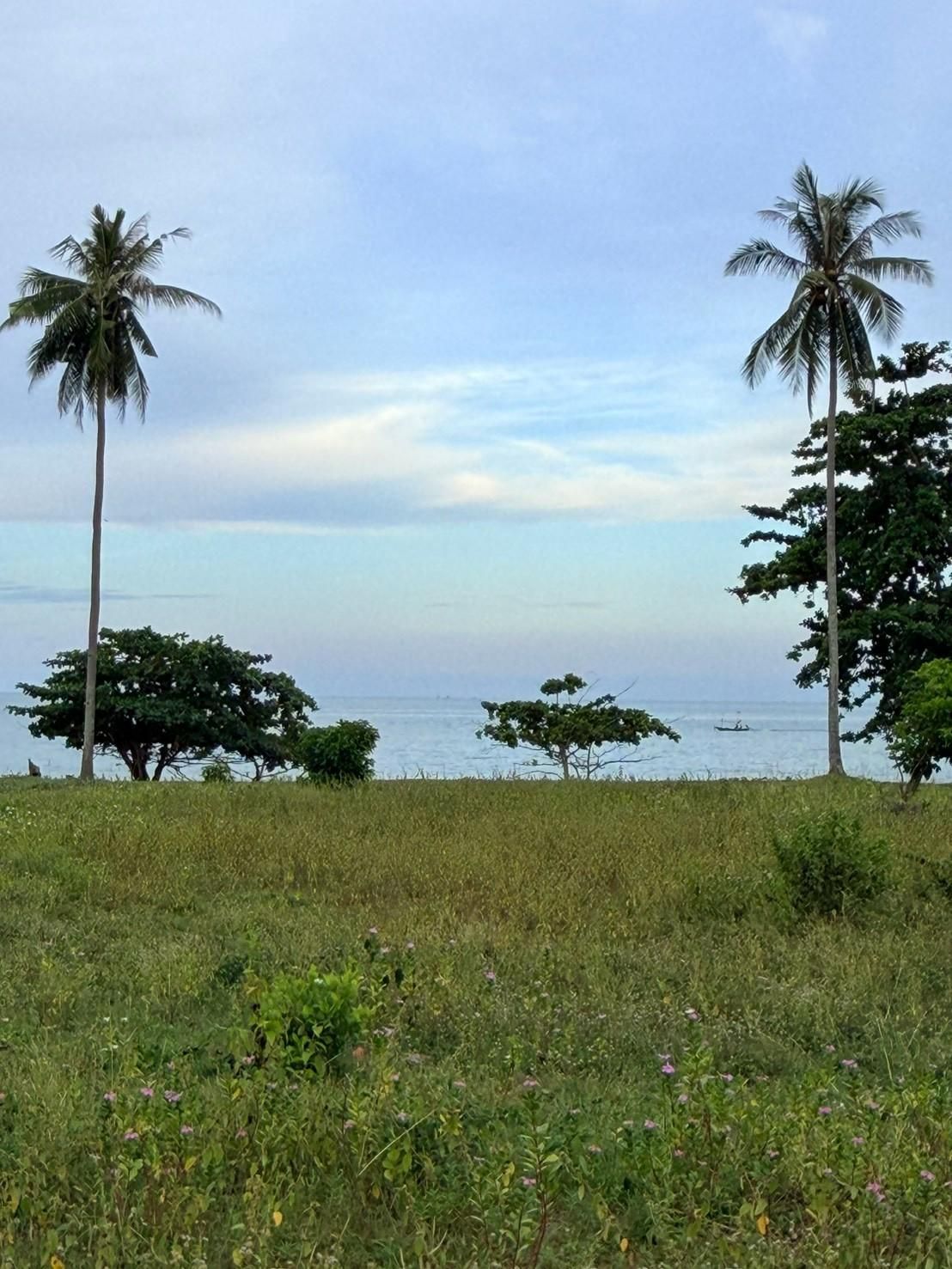 Sichon Beach site: Grassland with palms and sea beyond