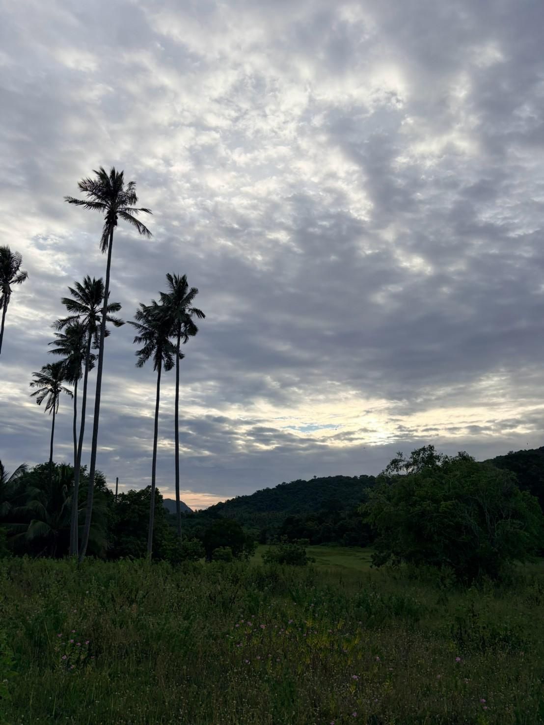 Sichon Beach site: Palm silhouettes against evening sky