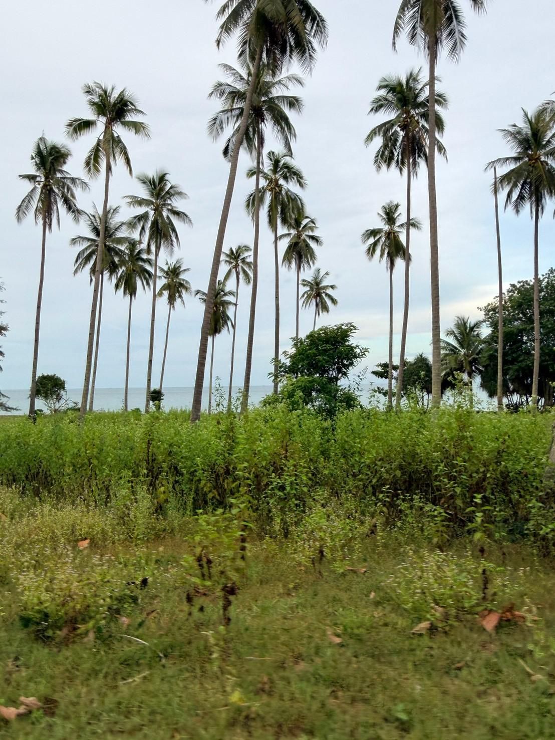 Sichon Beach site: Coconut palms above grassland