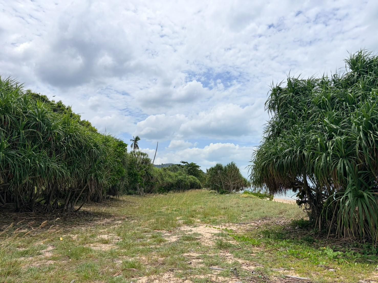 Sichon Beach site: Pandanus scrub and sandy clearing