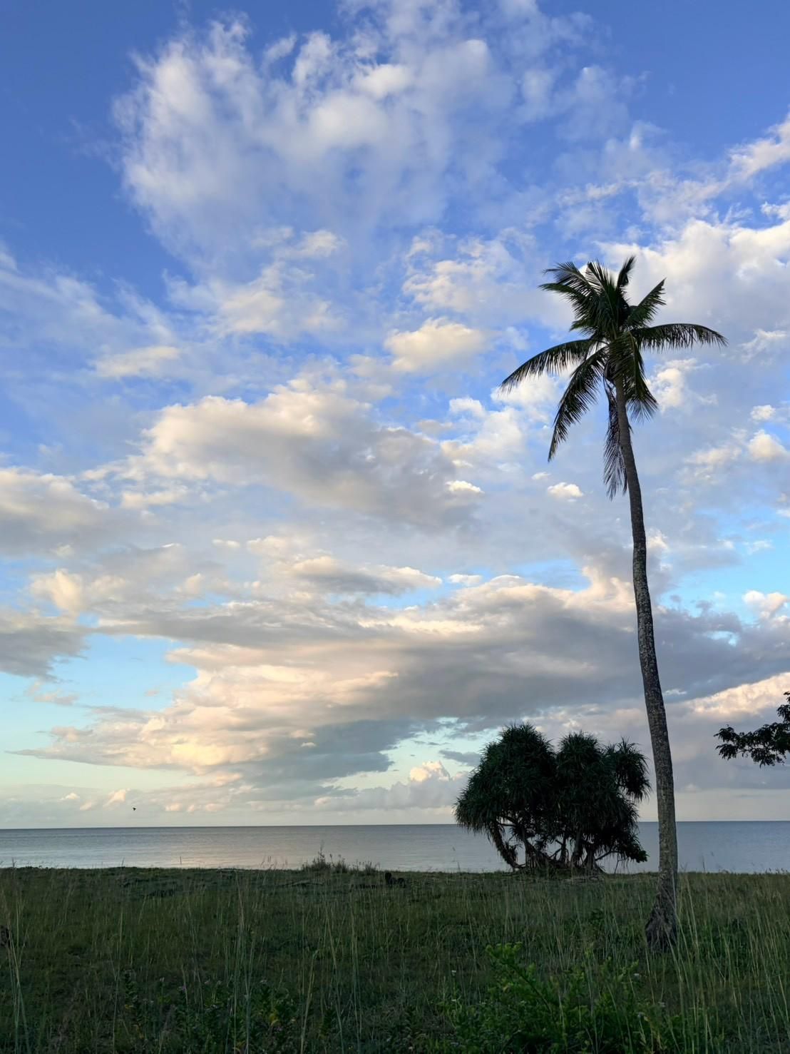Sichon Beach site: Leaning coconut palm over sea