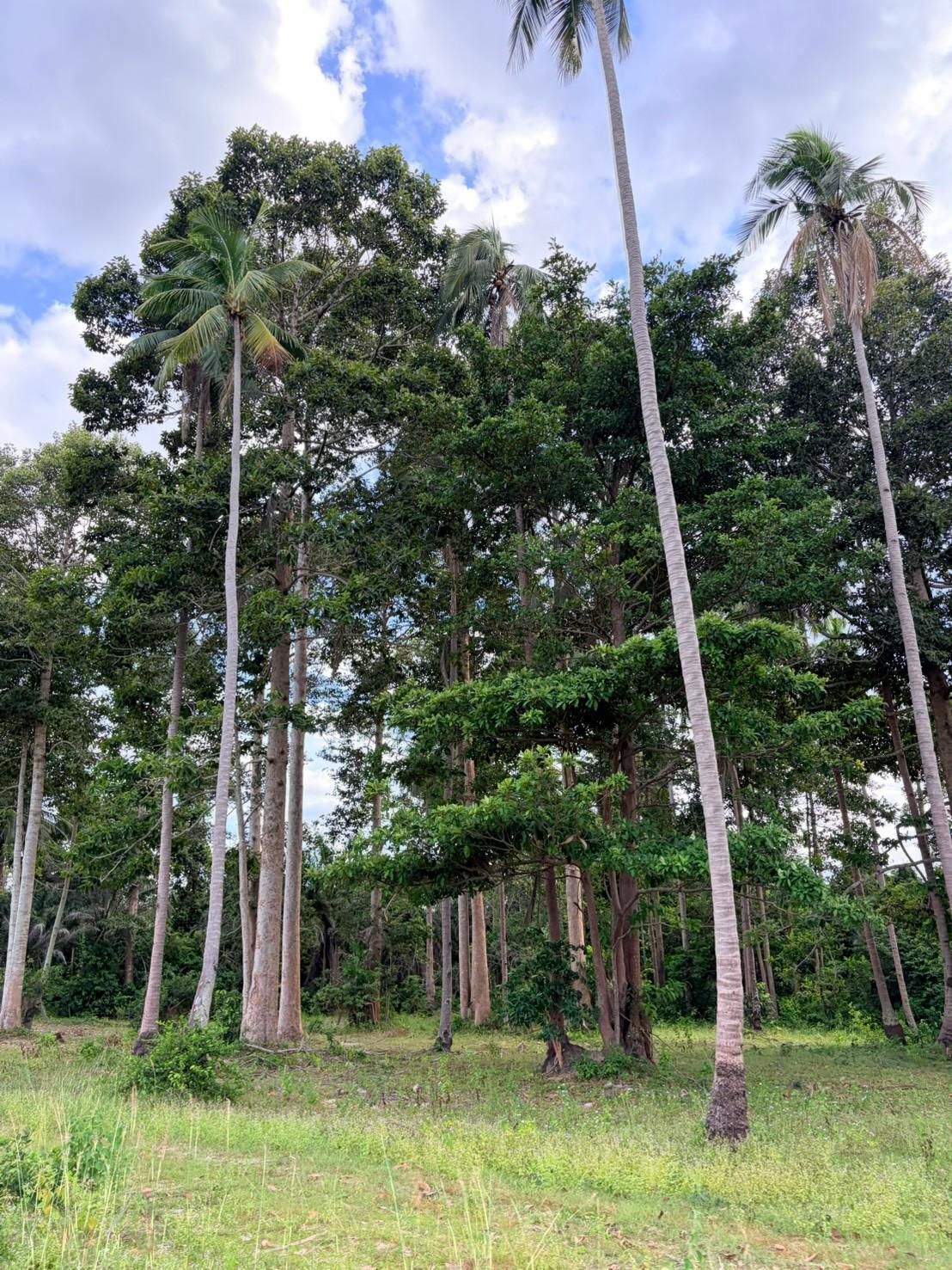 Sichon Beach site: Slender palm cluster on grassland