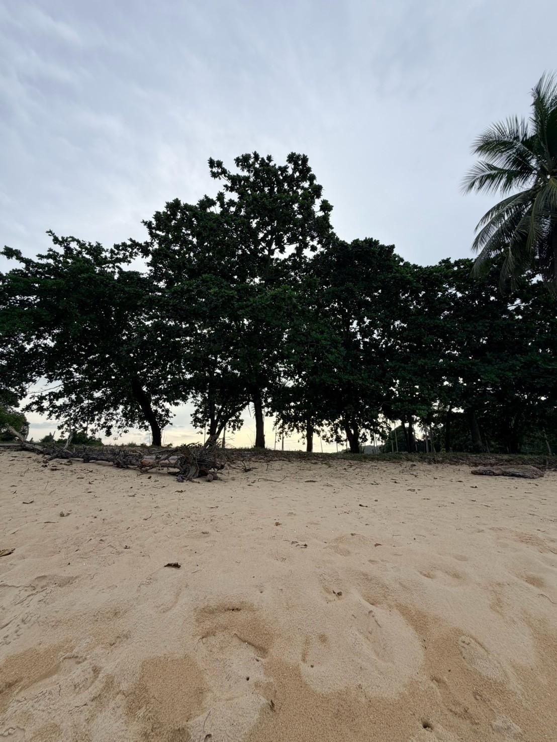 Sichon Beach site: Shade tree canopy over beach sand