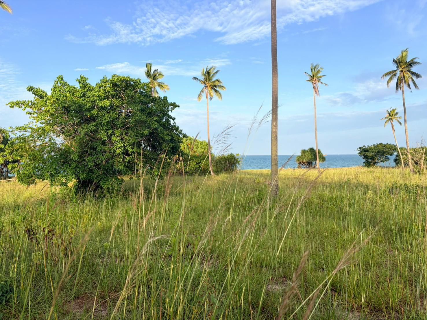 Sichon Beach site: Grassland foreground palms and sea