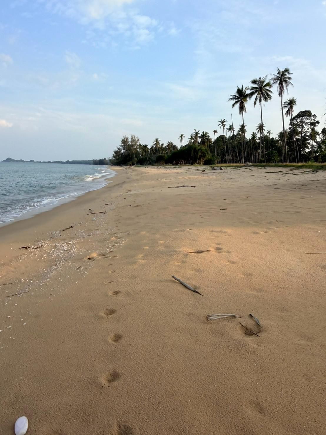 Sichon Beach site: Shoreline with receding palm treeline