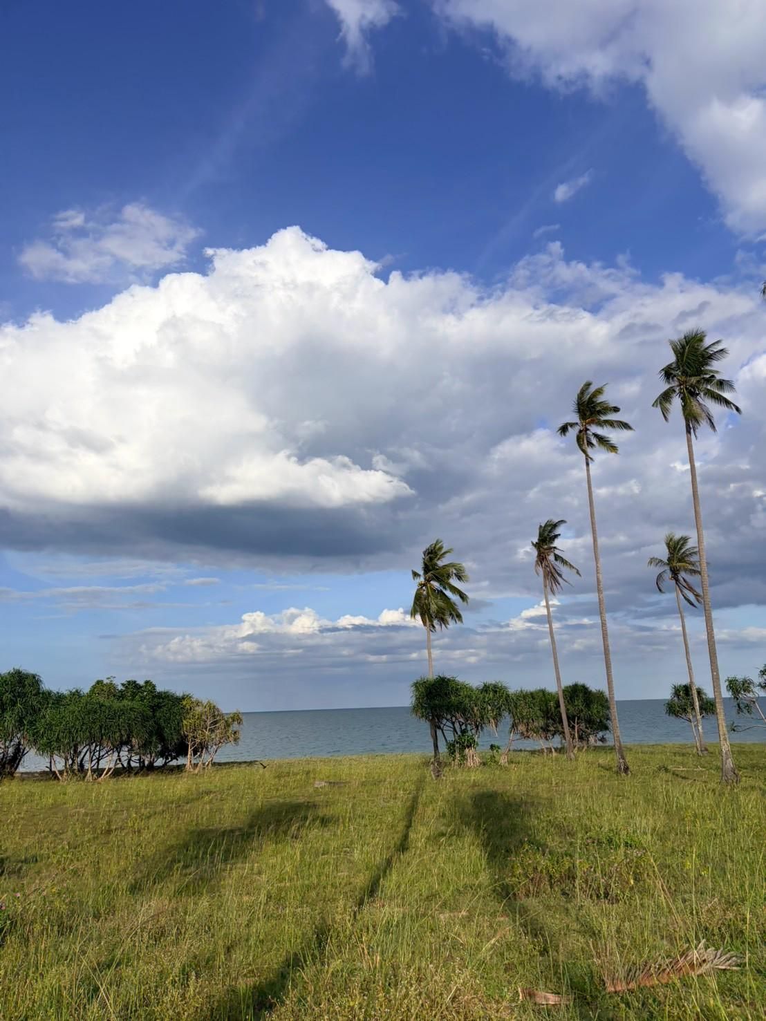 Sichon Beach site: Grassland palms under cumulus sky