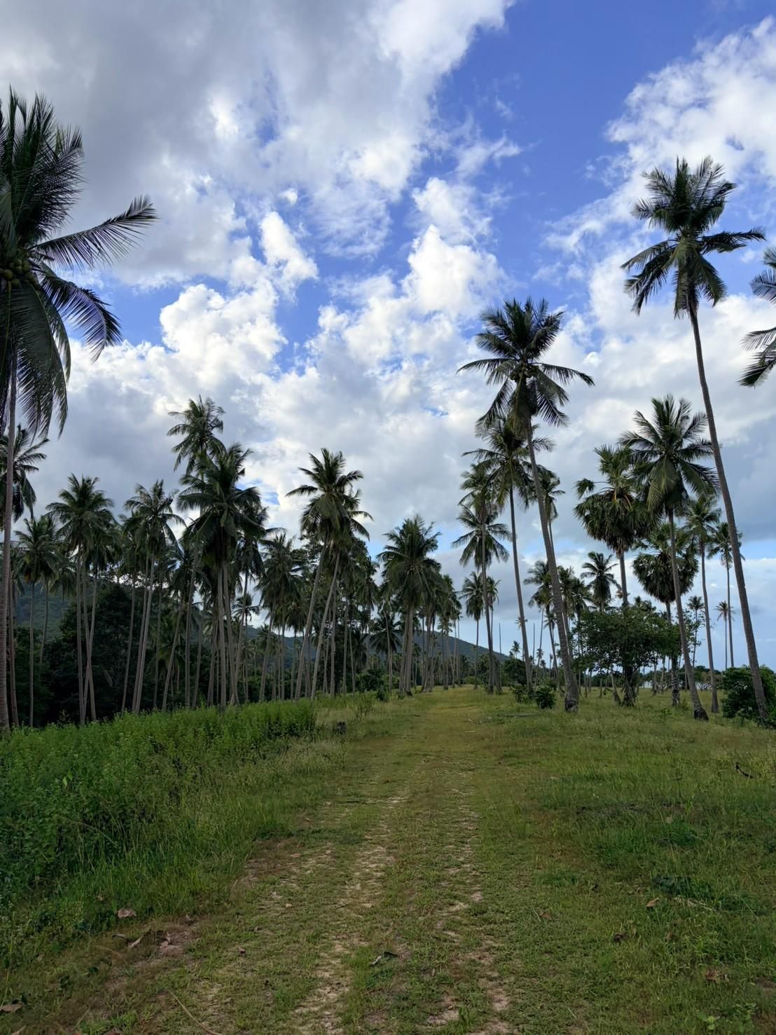 Sichon Beach site: Mown track through coconut grove dramatic sky