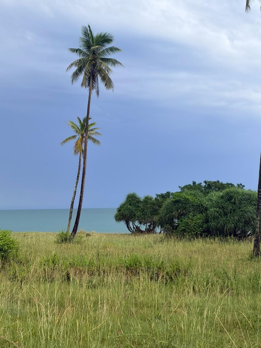 Sichon Beach site: Single coconut palm above grass and sea