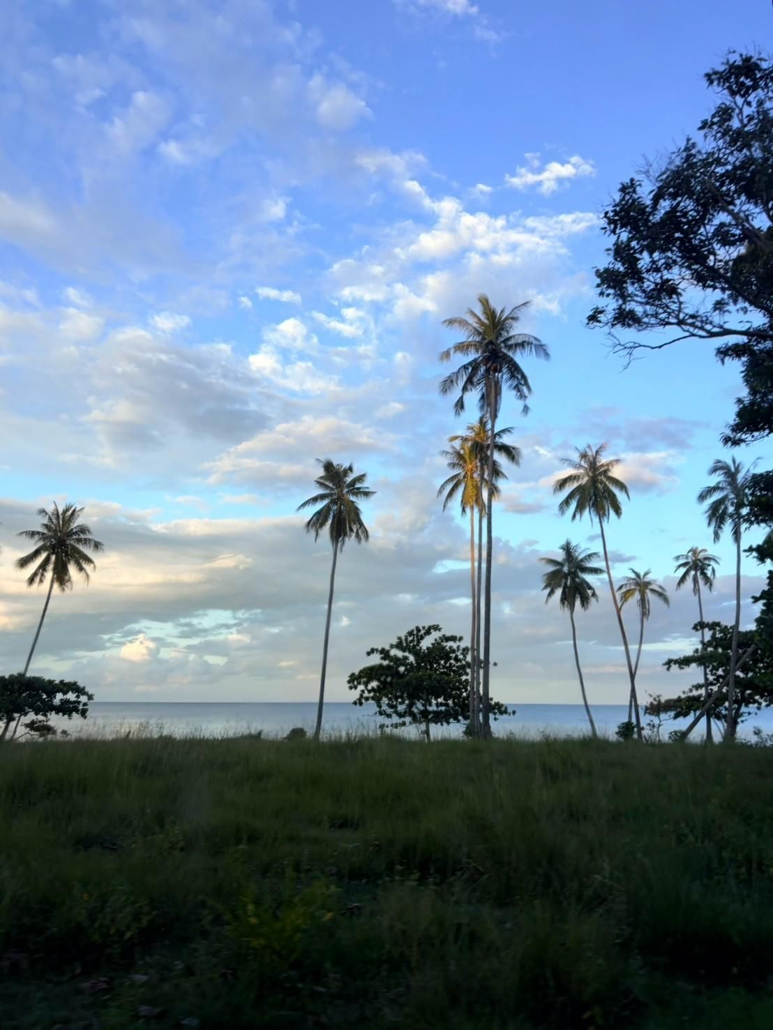 Sichon Beach site: Coconut palms and evening blue sky