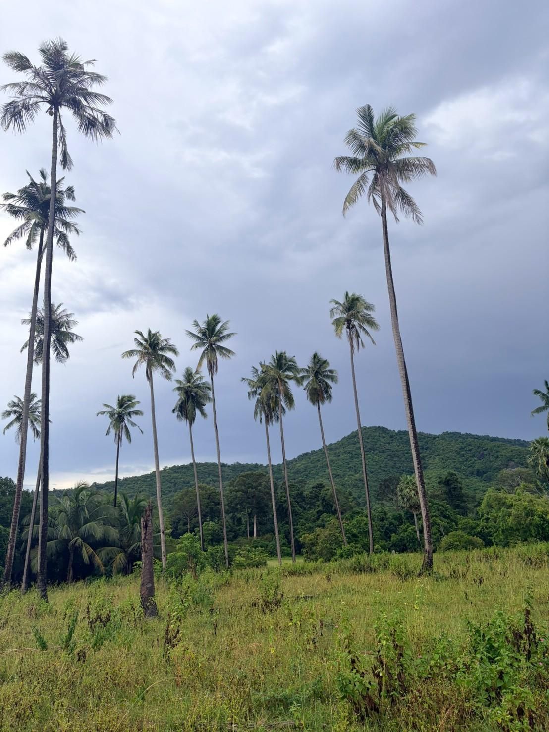 Sichon Beach site: Coconut palms on grassland with hills