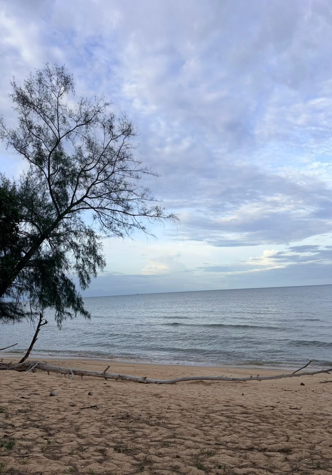 Sichon Beach site: Casuarina over beach and sea