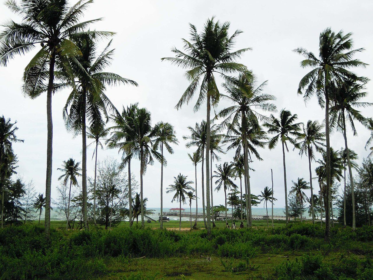 Coconut palms on Natai Beach with the pier beyond