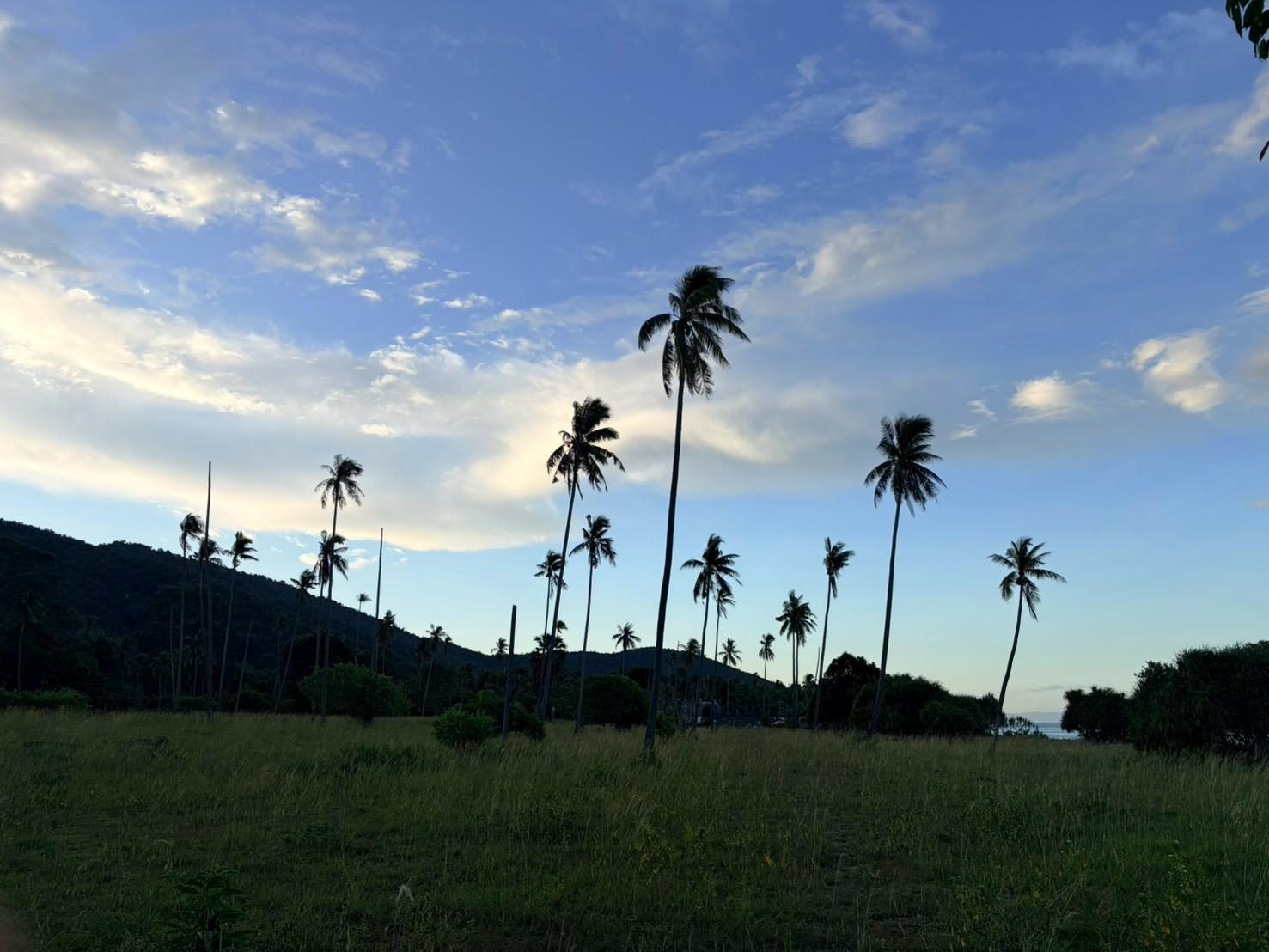 Palm silhouettes and headland at dusk, Sichon
