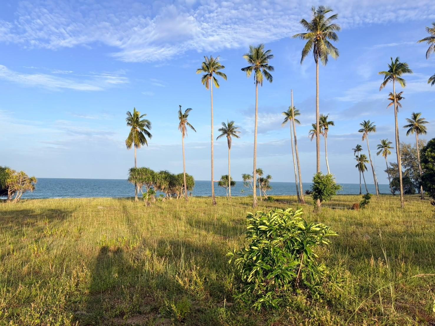 Coconut grove opening to the sea at Sichon in warm evening light