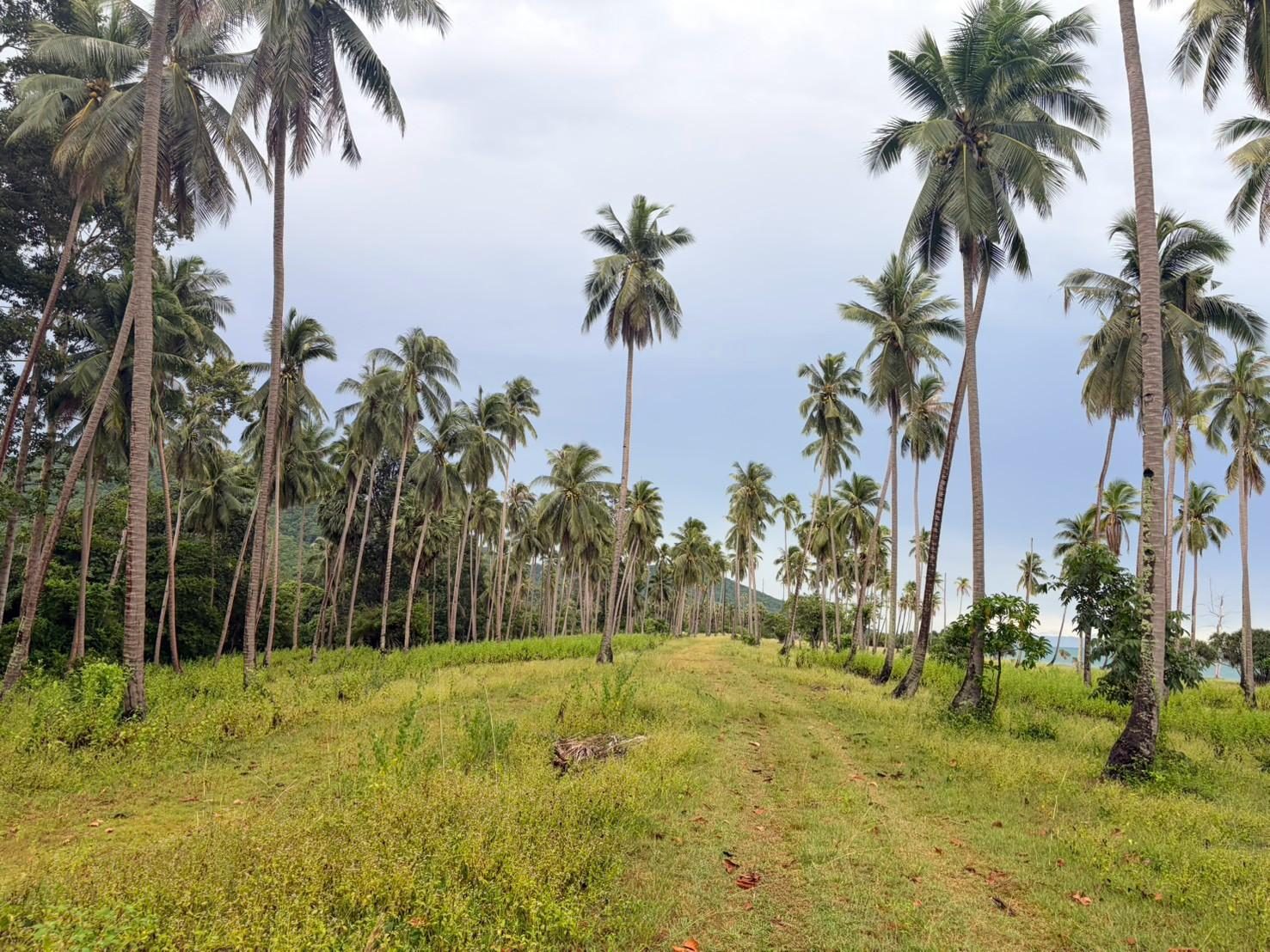 Mown avenue through the coconut grove at Sichon