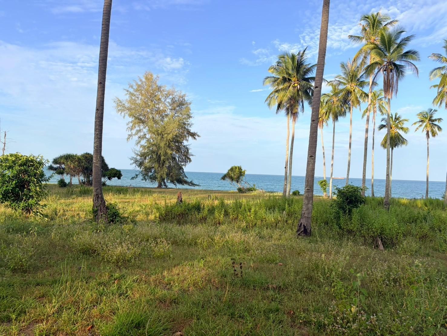 Coconut palms with a glimpse of the sea at Sichon